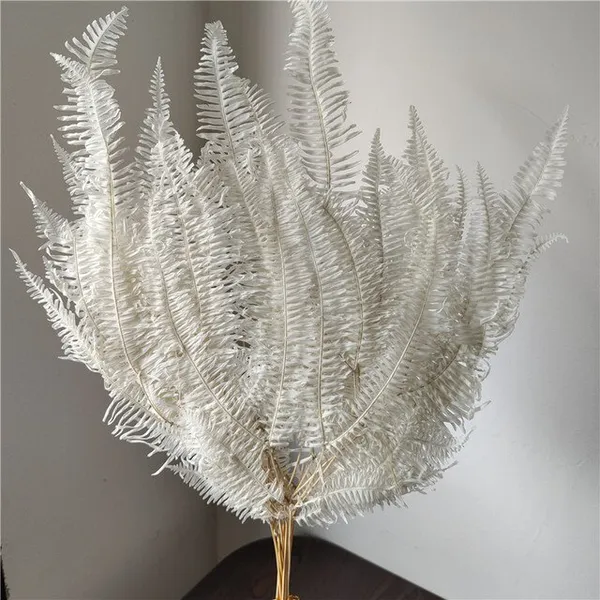 LÁ DƯƠNG XỈ KHÔ