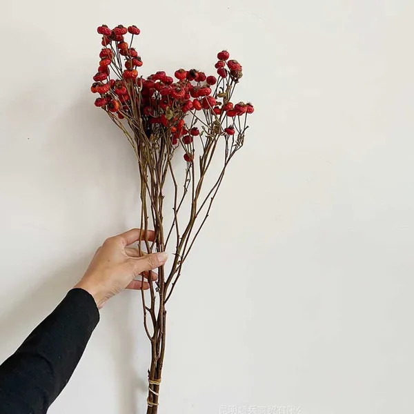 CÀNH QUẢ HOA HỒNG