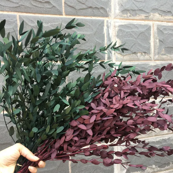 Dried melaleuca leaves