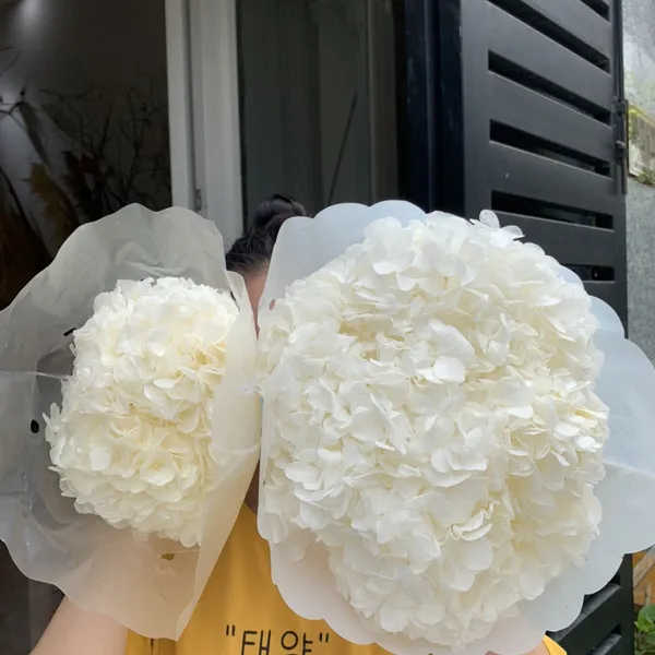 CẨM TÚ CẦU (CÁNH TO)