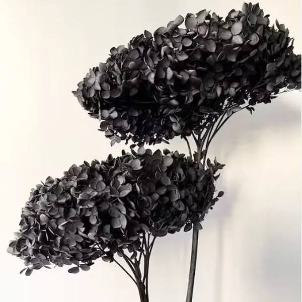 CẨM TÚ CẦU ĐEN