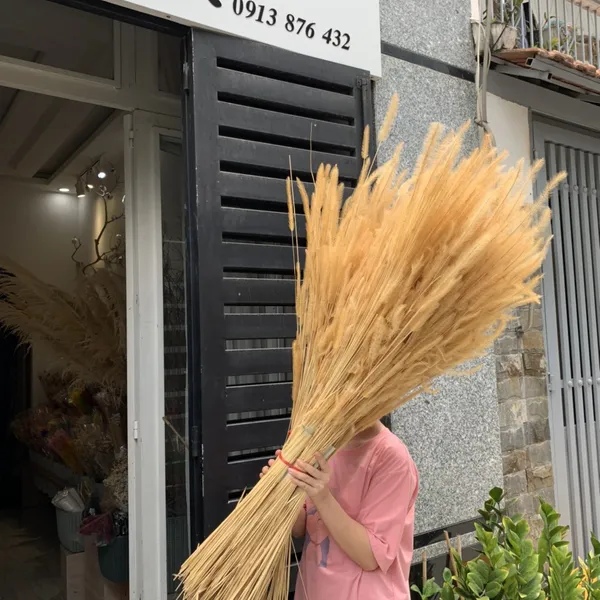 CỎ ĐUÔI CHỒN