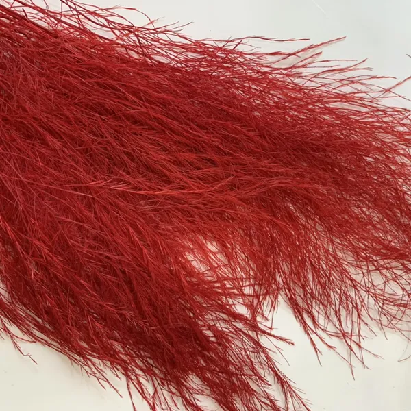 CỎ LÔNG VŨ