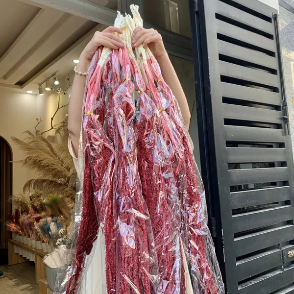 HOA DỀN RŨ