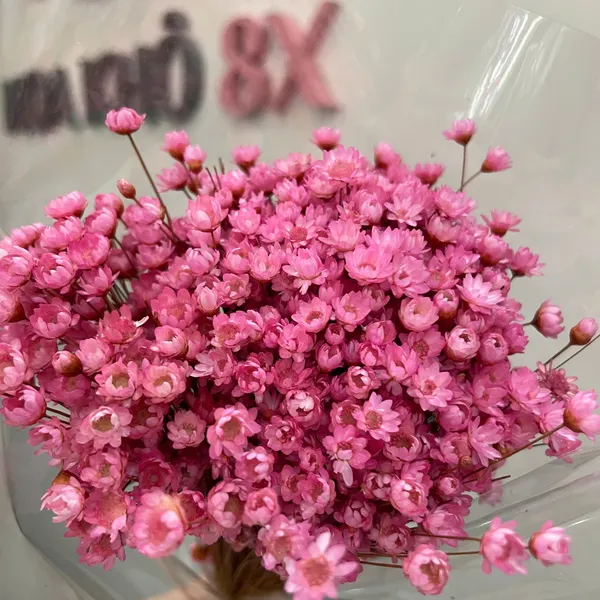 GLIXIA (TUYẾT NHIỆT ĐỚI)