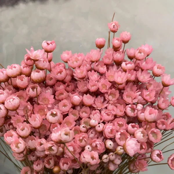 GLIXIA (TUYẾT NHIỆT ĐỚI)