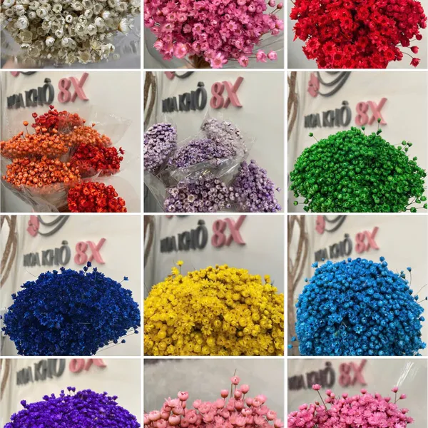 GLIXIA (TUYẾT NHIỆT ĐỚI)