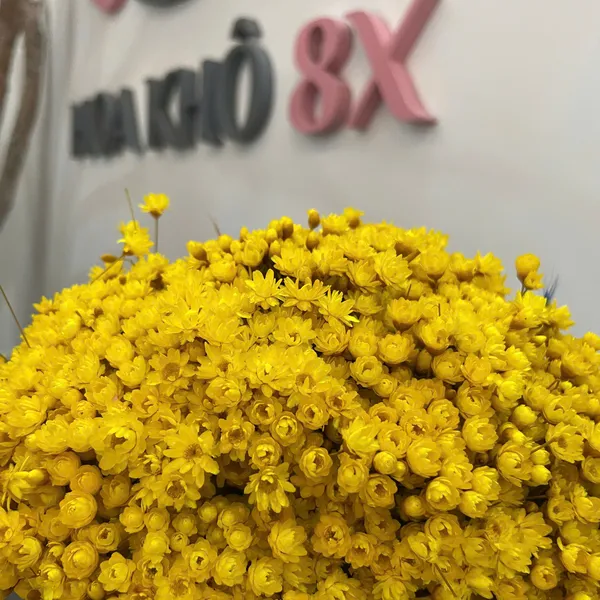 GLIXIA (TUYẾT NHIỆT ĐỚI)