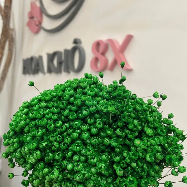 GLIXIA (TUYẾT NHIỆT ĐỚI)