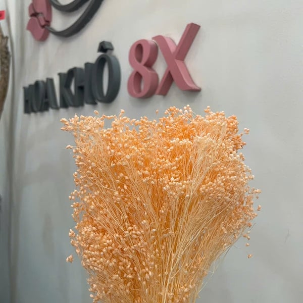 GROOM BLOOM ( BABY THÂN GỖ)