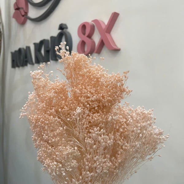 GROOM BLOOM ( BABY THÂN GỖ)