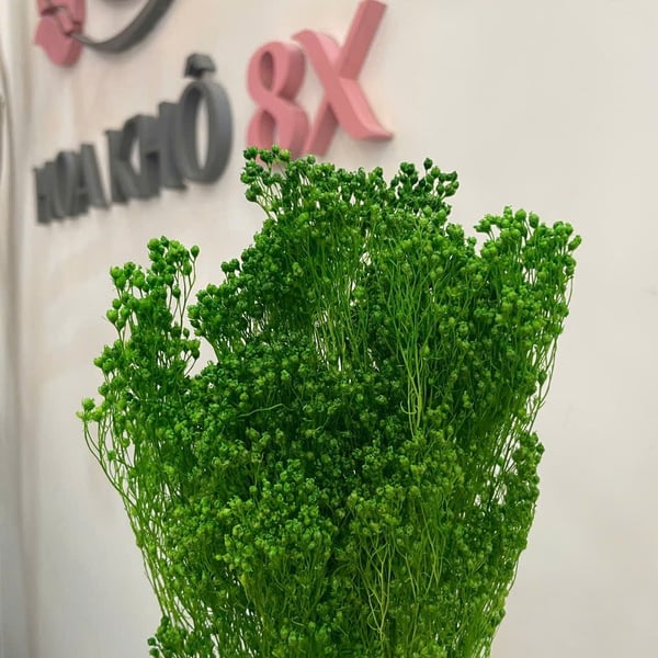 GROOM BLOOM ( BABY THÂN GỖ)