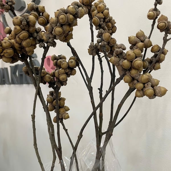 QUẢ SỒI KHÔ (NGUYÊN CÀNH)