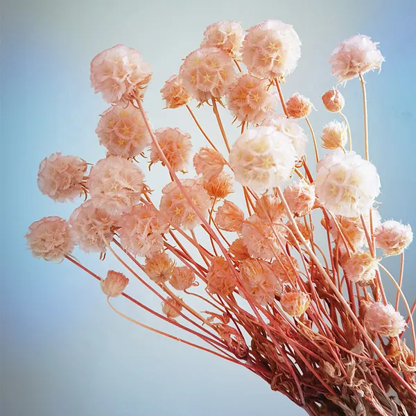 SCABIOSA (NGUYÊN CÀNH)