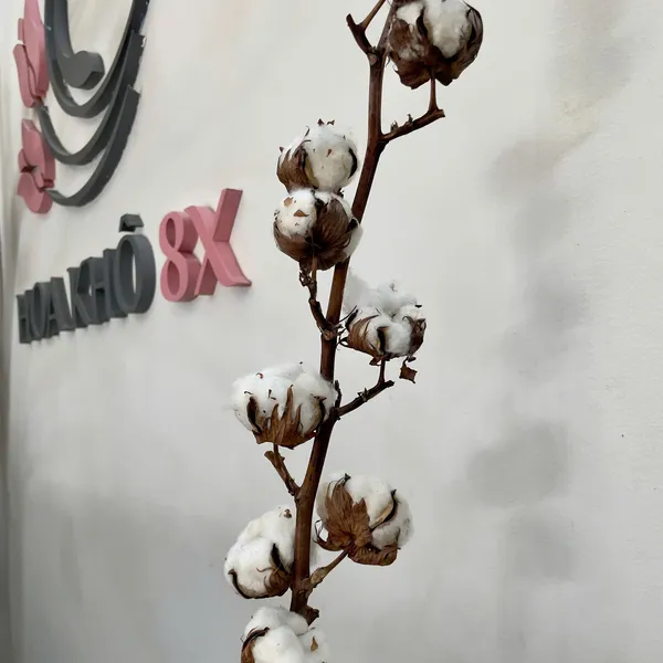 HOA COTTON TỰ NHIÊN