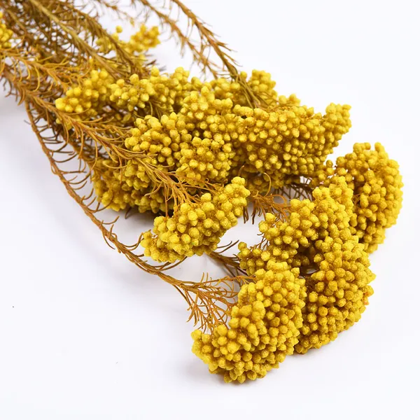 HOA GẠO KHÔ
