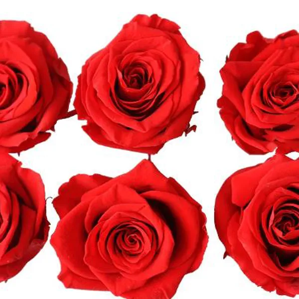 Dried Roses