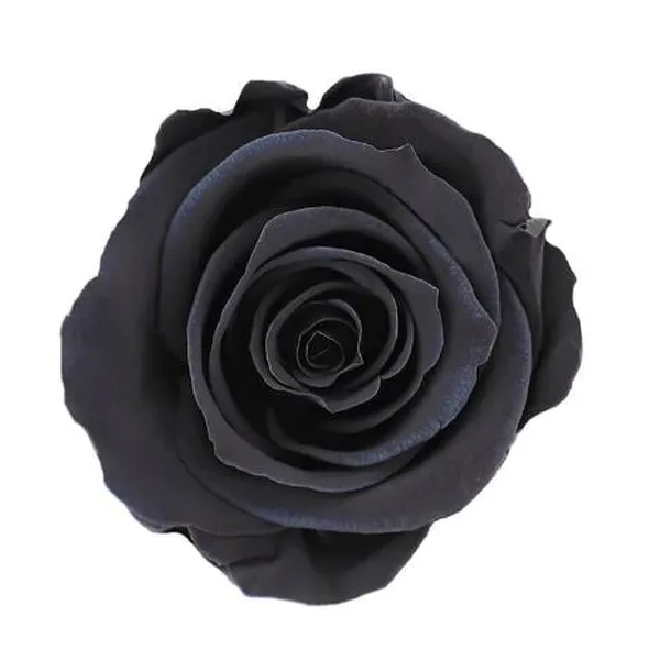 Dried Roses