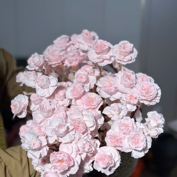HỒNG CHÙM SOPHIE