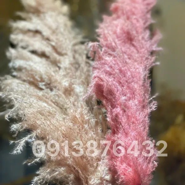 Dried pink pampas grass