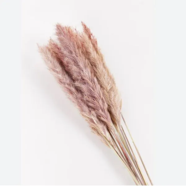 Mini pampas grass (dried)