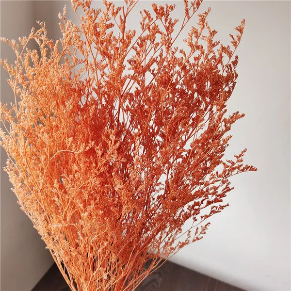 HOA SAO TRẮNG (MÀU)