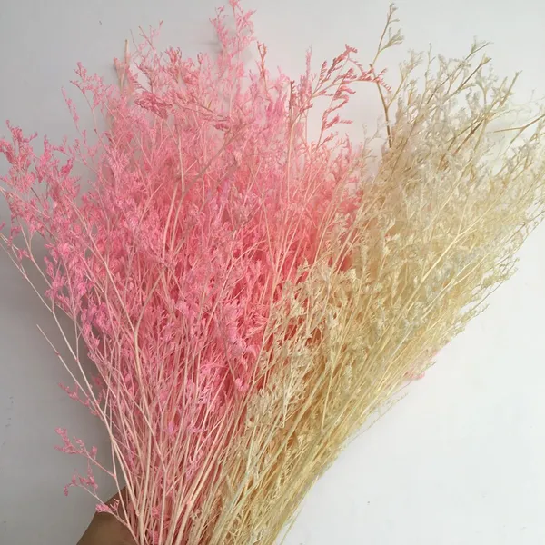 HOA SAO TRẮNG (MÀU)