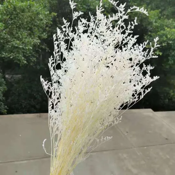 HOA SAO TRẮNG (MÀU)