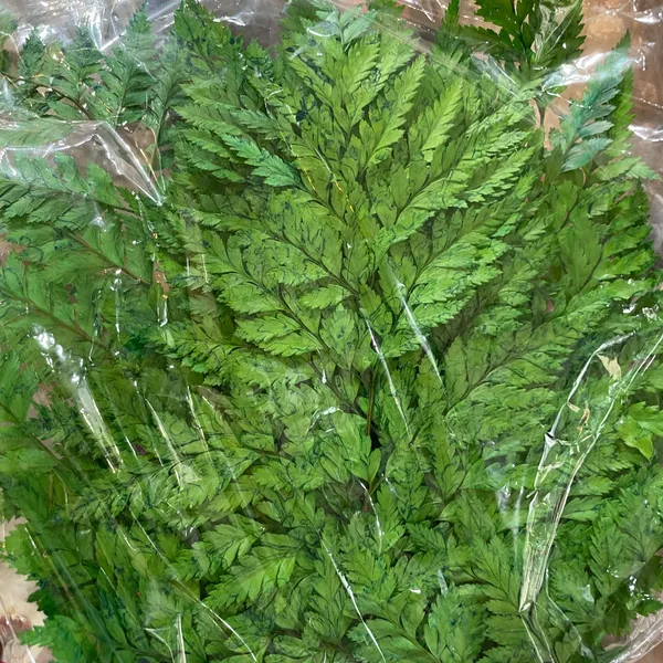 Hoa Khô Tone Xanh Lá