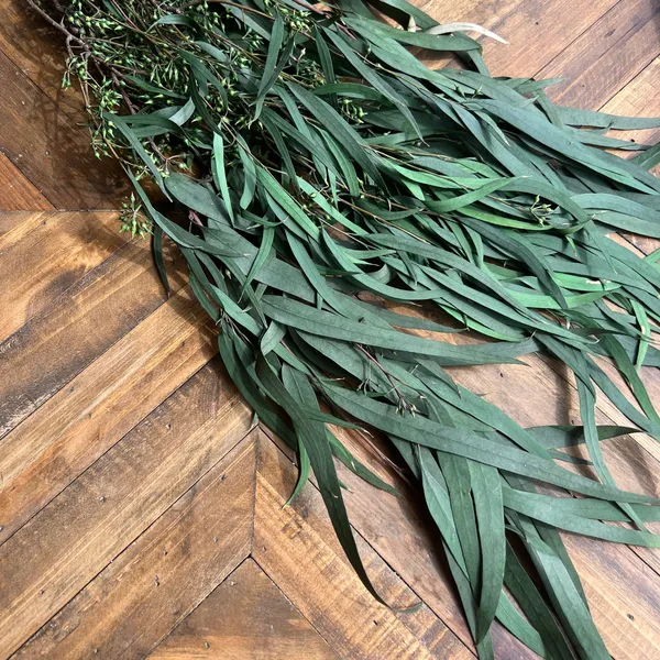 LÁ BẠCH ĐÀN KHÔ