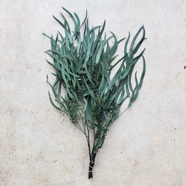 LÁ BẠCH ĐÀN KHÔ