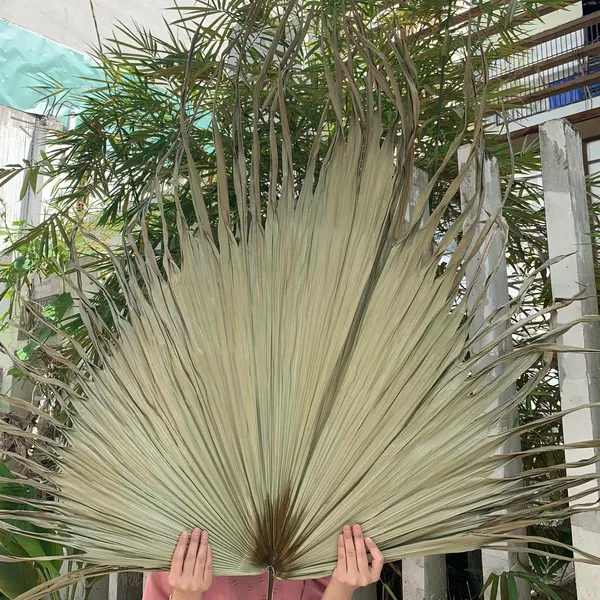 LÁ CỌ