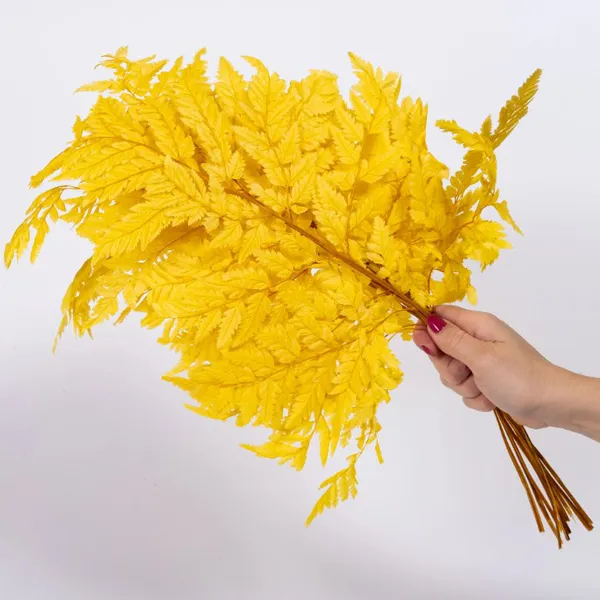 LÁ DƯƠNG XỈ PHÁP KHÔ