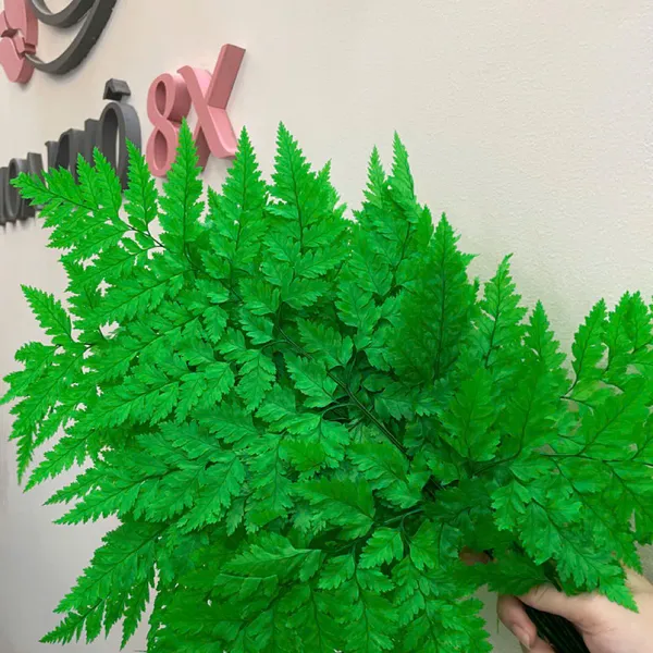 LÁ DƯƠNG XỈ PHÁP