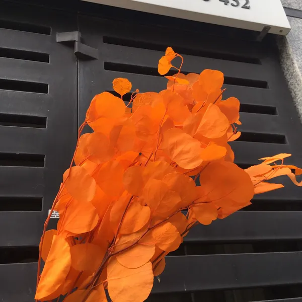 Dried elephant ear leaves