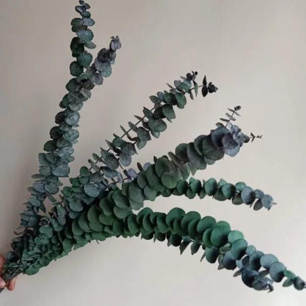 Dried silver eucalyptus leaves