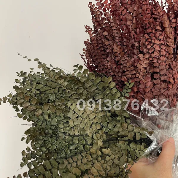 Dried maidenhair fern leaves