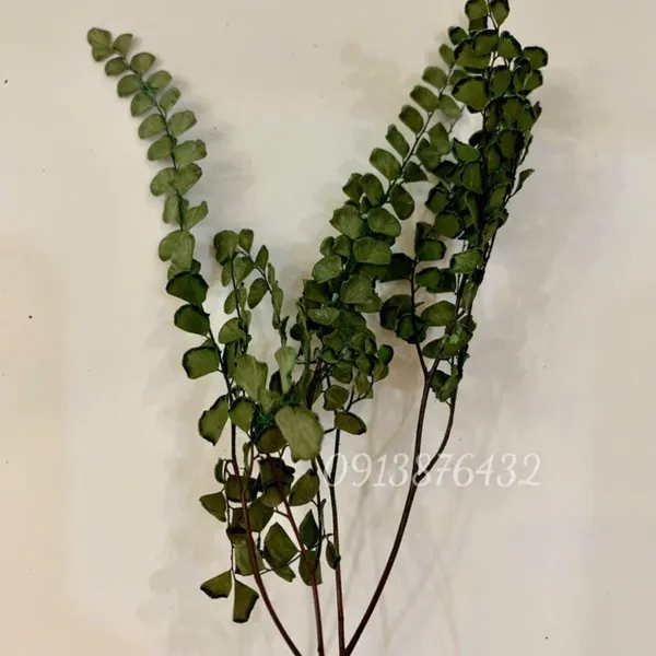 Dried maidenhair fern leaves
