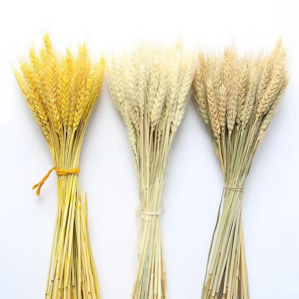Dried barley 