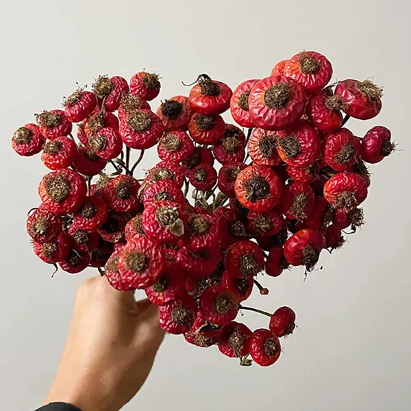 CÀNH QUẢ HOA HỒNG