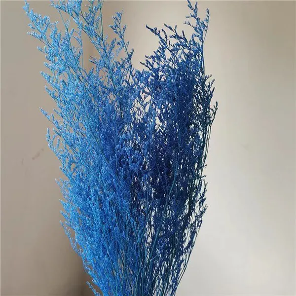 HOA SAO TRẮNG (MÀU)