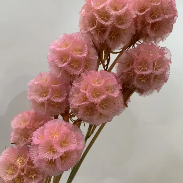 SCABIOSA (NGUYÊN CÀNH)