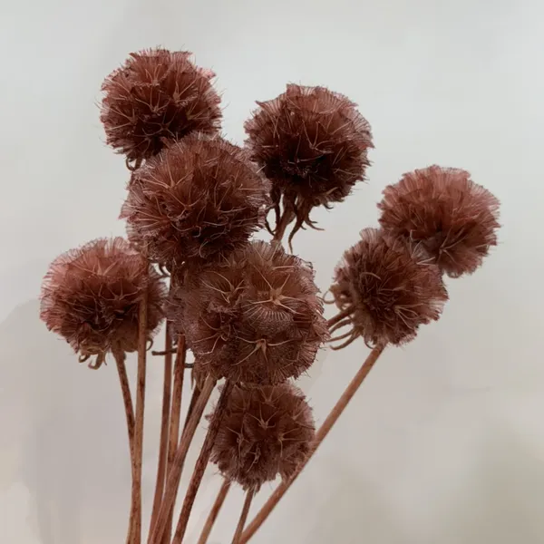 SCABIOSA (NGUYÊN CÀNH)