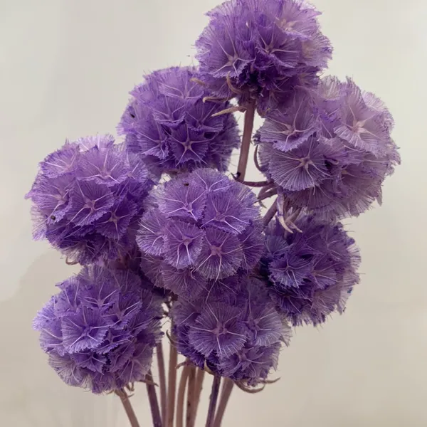 SCABIOSA (NGUYÊN CÀNH)