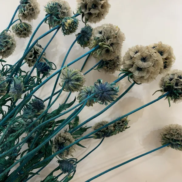 SCABIOSA (NGUYÊN CÀNH)