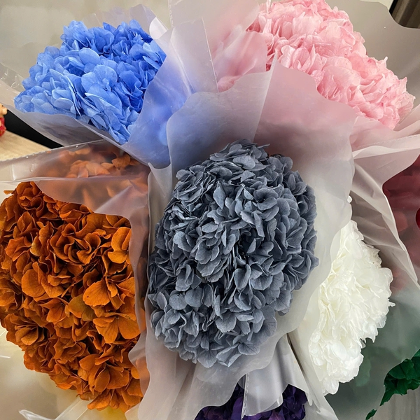 CẨM TÚ CẦU KHÔ CÁNH TO