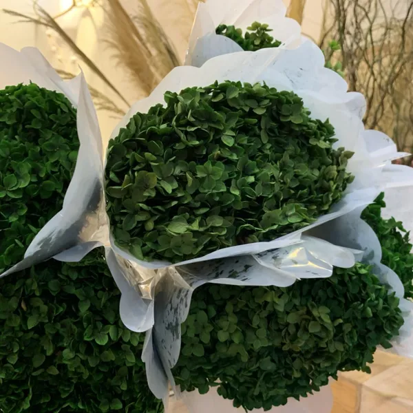 CẨM TÚ CẦU
