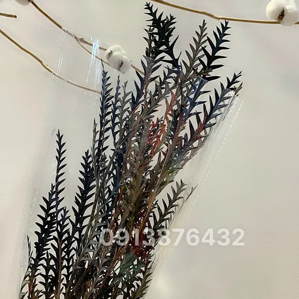 LÁ RĂNG CƯA HÀ LAN