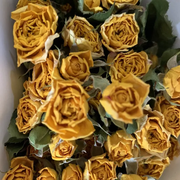 HOA HỒNG KHÔ TỰ NHIÊN