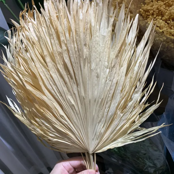 LÁ CỌ TRẮNG